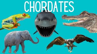 Main Classes of Chordates  Amphibians Reptiles Mammals Birds Fish [upl. by Ab]