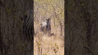 New Born Zebra with Mom and Dad can you find the Baby In Kruger National Park South Africa 🇿🇦 [upl. by Ajin]