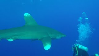 Diving in shark infested water  Oceanic Whitetip near miss [upl. by Nirahs161]