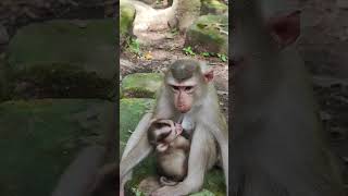 Funny LEXI LOY family funnyfunny😘🐒XU1 monkeys viral animals shortsvideo monkey youtube [upl. by Eniawtna799]