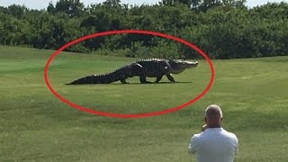 Giant Gator Walks Across Florida Golf Course  REAL or FAKE [upl. by Letisha]