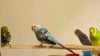 Budgies  Parakeets Mating [upl. by Yank148]