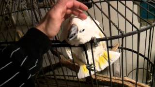 Cockatoo Is Angry Almost Bites My Finger Off video20120206183831mp4 [upl. by Cianca]