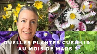 Quelles plantes cueillir au mois de mars [upl. by Lalita143]