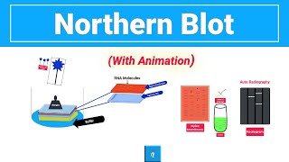 Northern Blot  Northern Blotting Technique with animation [upl. by Dexter]