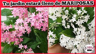 PENTAS  Estrellas egipcias  Cuidados para tener tus plantas florecidas 🌸🌿 [upl. by Airyk]