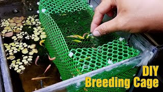 How To Make BREEDINGISOLATION CAGE using Plastic Screen For Danios Guppies Platys Mollys [upl. by Blader]