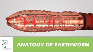 Anatomy Of Earthworm [upl. by Ennaegroeg]