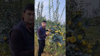 BEXI KOCHATLARİ BOR TEL998959515353998908411161 PATPİSKA BOSAMİZ DOʻSTLAR rek fruit garden [upl. by Avevoneg]