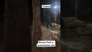 trinket rescued from a construction site snakerescue snake [upl. by Amsa]