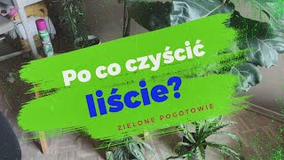 Czy warto czyścić liście roślin domowych [upl. by Brigg]