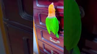 Freedom Unlocked Parrots Explore Their Cage and Heartwarming Moments [upl. by Atinaj857]