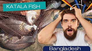 Katala Fish From Bangladesh [upl. by Ellinej]