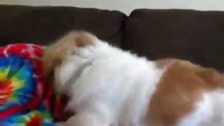 Dog Attacks Girl Under a Blanket [upl. by Huston]