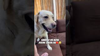 Simba Bhi Jayega😂❤️ doglover minivlog dogshorts ytshorts labrador [upl. by Ring498]