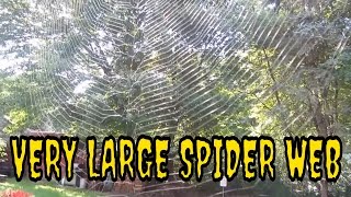 Very Large Spider Web on my House  Orb Spider Web  Massachusetts Spiders  New England Spiders [upl. by Blackmun]