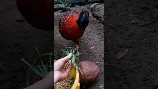 Tragopan czerwony tragopan satyra [upl. by Nerb]