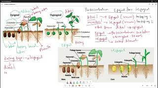 Perbedaan Perkecambahan Epigeal dan Hipogeal Pertumbuhan dan Perkembangan Tumbuhan [upl. by Ellett285]