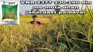 विएनार 2377 धान मोटे धान की 130140 दिन मे तैयार होने वाली वैरायटी VNR 2377 full information 🌾 [upl. by Cassey965]