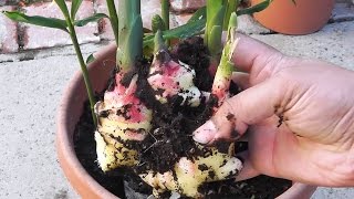 Growing Ginger Plants How To Plant And Care For Ginger [upl. by Sanjiv]