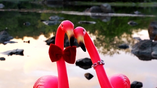 POLLiNANNis Flamingo Song [upl. by Nibla]