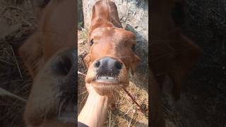 Wo paise wale hai🐂😂😂🤣 funny animal commedy shorts viral jocks [upl. by Bresee]