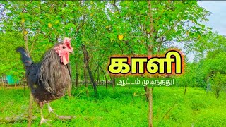 🐓கண் தெரியாத ஒரு கோழியின் கதை கோழி கொடுக்கும் தன்னம்பிக்கை கிராமவனம் [upl. by Wallach]