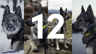 12 Months of Hiking and Camping with Tamaskan dog  A story [upl. by Eldwon]