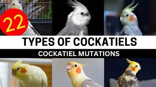 Types Of Cockatiels  Cockatiel Mutations amp colours  Cockatiel Parrot Top Varieties [upl. by Labina]