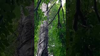 Balmerino Abbey Grounds woods trees Balmerinoabbey scotland nature travel shorts [upl. by Akselaw]