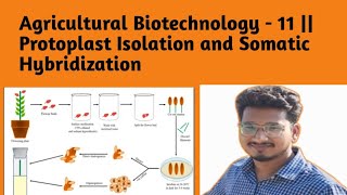 Agricultural Biotechnology  11  Protoplast Isolation and Somatic Hybridization [upl. by Phillane]