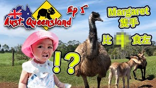 澳洲昆士蘭 Ep5  『真』澳牛攻擊 Margaret成條手臂比X食左 Maleny Dairies Farm Stay [upl. by Beare]