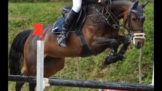 wwwsporthorsesonlinecom 2005 Oldenburger jumping mare 135 cm level sold [upl. by Friederike]