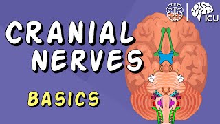 Cranial Nerve BASICS  The 12 cranial nerves and how to REMEMBER them [upl. by Baseler]