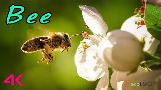 4K Wild Flowers bee flying amp nature sounds relaxing music [upl. by Draper]