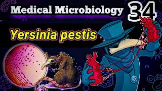 Yersinia pestis 🐀 شرح بالعربي البكتيريا المسببه للطاعون [upl. by Yelsgnik358]