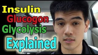 Insulin Glucogon and Glycolysis Explained in Simple Terms [upl. by Ecital627]