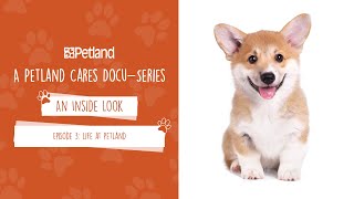 Petland  An Inside Look  Mini Docuseries Episode 3 Life at Petland [upl. by Jurkoic]