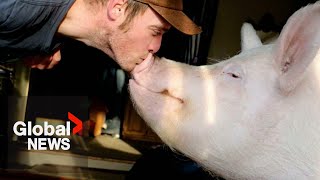 Esther the Wonder Pig dies quotpeacefullyquot after spending years cancerfree Ontario owner says [upl. by Kornher846]