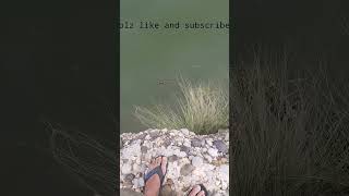 Soul Fishing snake head Point Nandna AttockFishing In Attock 2023 [upl. by Evol]