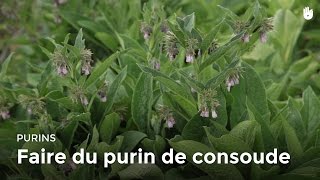 Faire du purin de consoude [upl. by Anaile162]