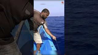 fishing kingfish fish bigfish fisherman shorts viralvideo [upl. by Urian]