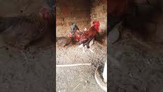 Hen farming in Pakistan poltry farming viralvideo viralshorts poltryfarm [upl. by Adiuqram]