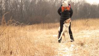 Border Collie Sorin  10 months Tricks frisbee amp obedience [upl. by Fusuy]