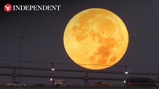 Live Blue Supermoon captured above Australias Sydney Opera House [upl. by Ahsinyd]