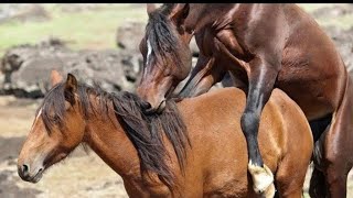 Ultimate Guide to Horse Boarding Everything You Need to Knowquot [upl. by Sharron663]