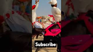 Horse Race in sindh [upl. by Kaule]