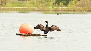 Cormorant Kicks Off Rednecked Grebe From Its Nest And Soaks up Warm Sun Colonel Samuel Smith Park [upl. by Bounds651]