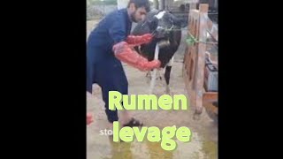 Rumen Lavage in cattle have severe impactionHow to pass stomach tube in cattleImpaction in cattle [upl. by Platto]