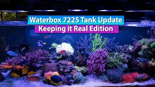 Waterbox 7225 Tank update  Keeping It Real  Reef Tank Tour [upl. by Tnecnivleahcim]